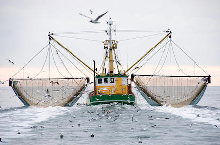 Manger du poisson en bonne conscience