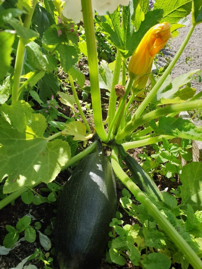 courgettes maison